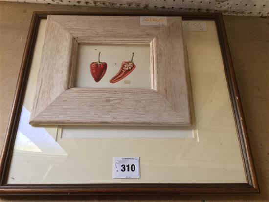 Yvonne Hammond, 2 watercolours, Horse Chestnut conkers and sweet peppers